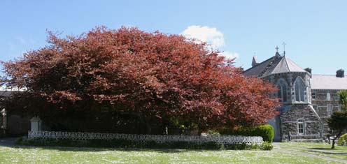 The Lawn Garden